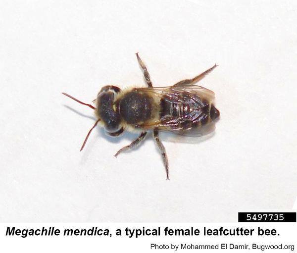 Thumbnail image for Leafcutter Bees